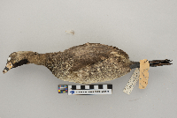 Podilymbus podiceps image