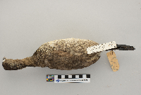 Podilymbus podiceps image