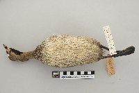 Podilymbus podiceps image