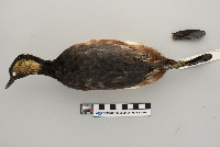 Podiceps nigricollis image