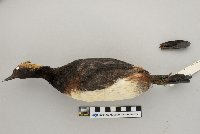 Podiceps nigricollis image