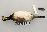 Podiceps nigricollis image