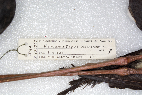 Recurvirostridae image