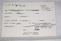 Himantopus mexicanus image