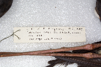 Himantopus mexicanus image