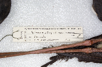 Media resource of Himantopus mexicanus