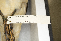 Clangula hyemalis image