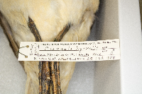 Clangula hyemalis image