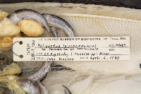 Haliaeetus leucocephalus image
