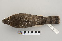 Accipiter striatus image