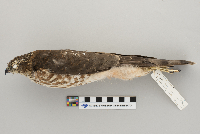 Accipiter striatus image