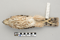 Accipiter striatus image