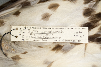 Buteo jamaicensis image