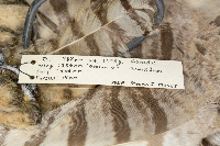 Bubo virginianus image