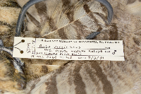 Bubo virginianus image