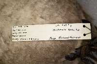 Aythya americana image