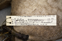 Aythya americana image