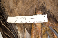 Haliaeetus leucocephalus image