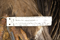 Haliaeetus leucocephalus image