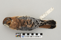 Falco sparverius image