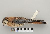 Falco sparverius image