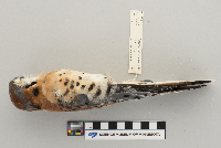 Falco sparverius image