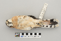 Falco sparverius image