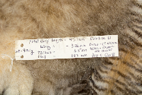 Bubo virginianus image