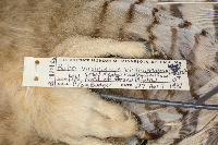 Bubo virginianus image