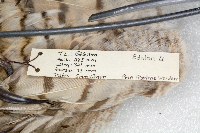 Bubo virginianus image