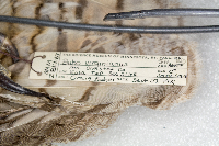 Bubo virginianus image