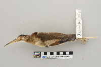 Ixobrychus exilis image