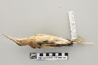 Ixobrychus exilis image