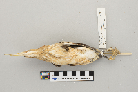 Ixobrychus exilis image