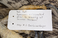 Haliaeetus leucocephalus image