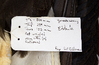 Haliaeetus leucocephalus image