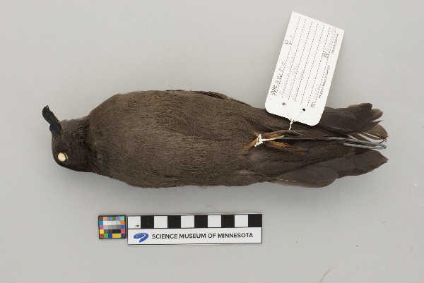 Bulweria bulwerii image