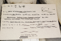 Larus californicus image