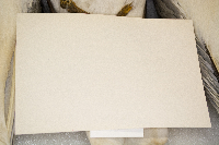 Larus californicus image