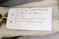 Larus californicus image