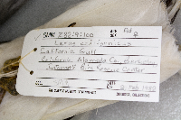 Larus californicus image