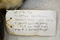 Aechmophorus occidentalis image