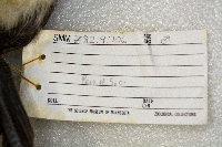 Aechmophorus occidentalis image