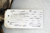 Media resource of Aythya marila