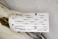 Media resource of Larus canus