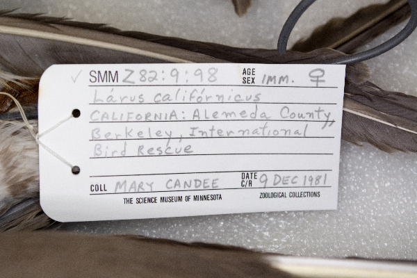 Larus californicus image