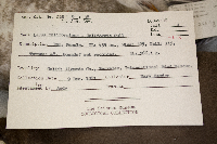 Larus californicus image