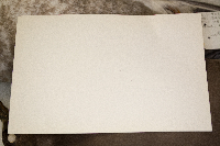 Larus californicus image