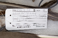 Media resource of Larus californicus