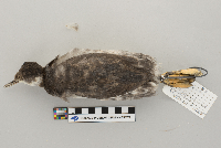 Podiceps nigricollis image